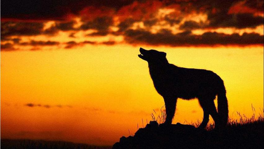 wolf-in-sunset-1